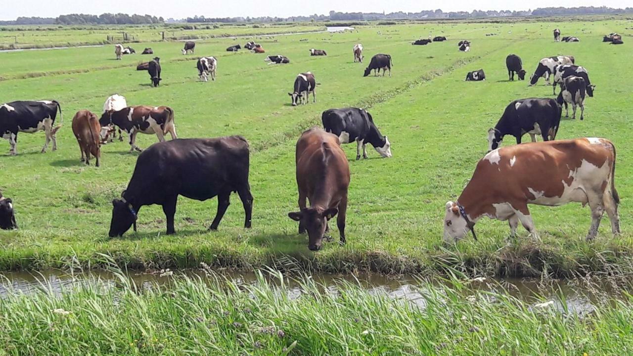Noord-Hollands Hof Dream Daire Spijkerboor Dış mekan fotoğraf